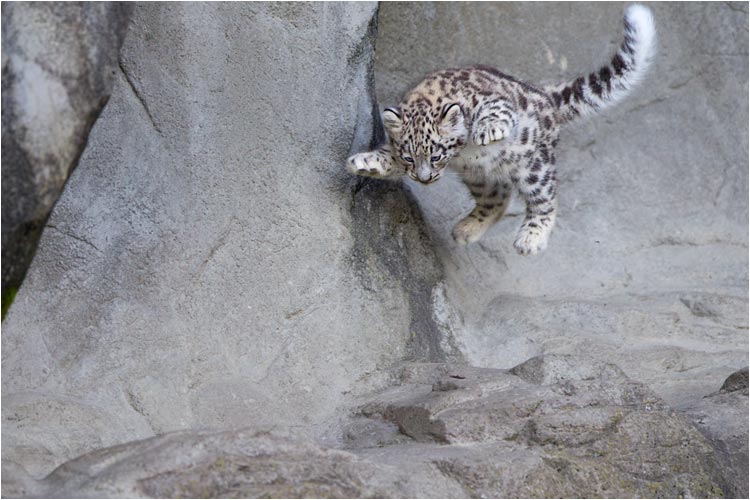 Das Sprungtraining vom kleinen Mohan wird immer besser!