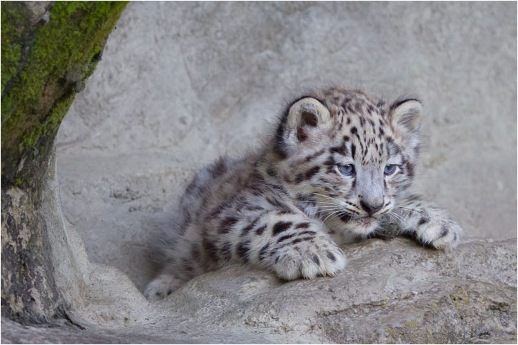 Zuerst wird beobachtet