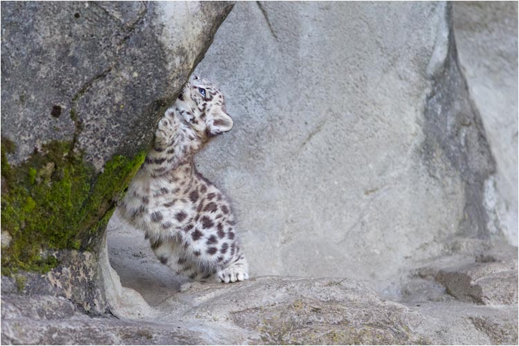 Dieser Fels wird sich nicht bewegen...