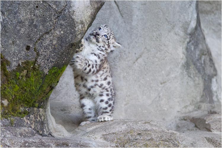 ...egal wie scharf du den Felsen anschaust!