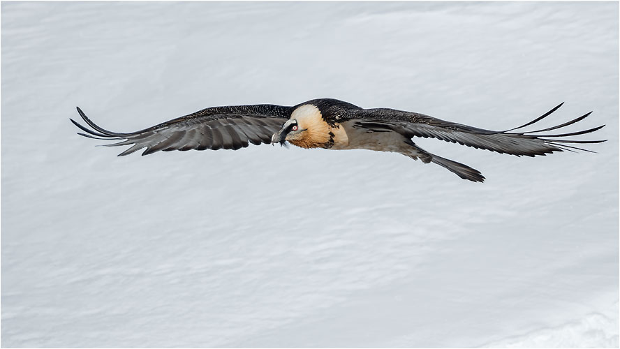 Januar. Bartgeiger auf Erkundungstour in der Schweizer Alpen