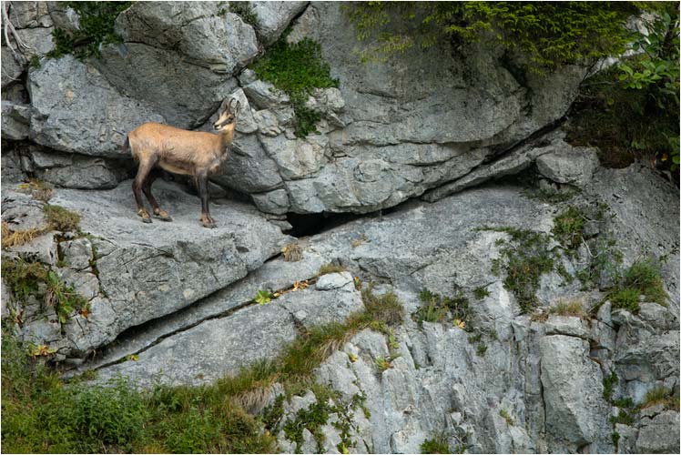 Gämse im natürliche Umfeld, am Mythen.