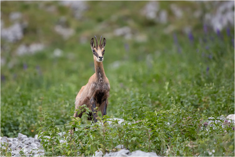 Mythen Region. Da unten ist was los