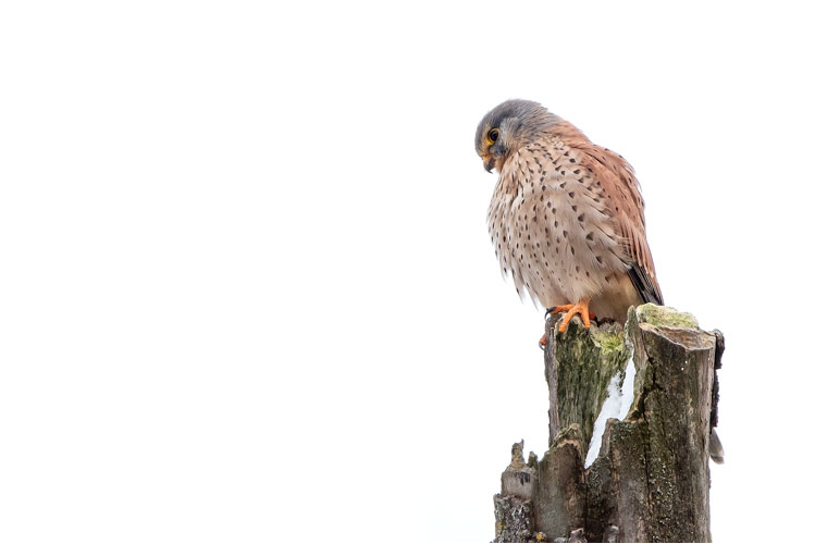 Turmfalken auf Beobachtungsposten, Greifensee