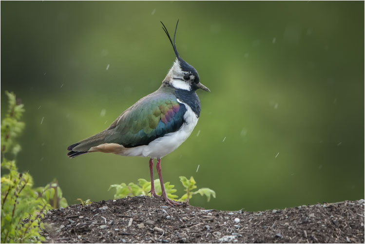Mai Kiebitz männlich, Zürioberland