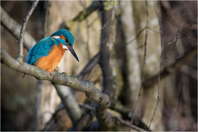 Ist da ein Fisch? Eisvogel am Greifensee