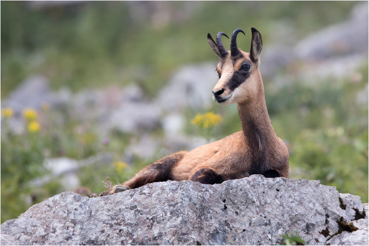 Heute war Ruhetag für dieses Gämse am grosser Mythen (Sonntag 9.8.15)