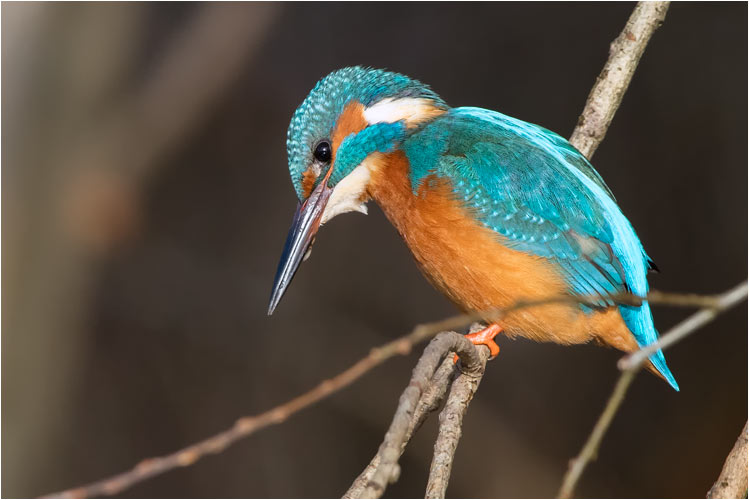 Eisvogel im Sonnenschein