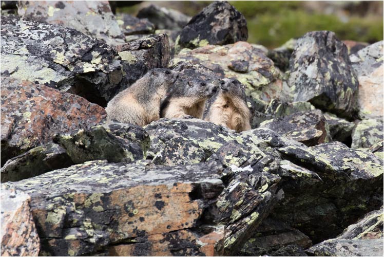 In den Steinen sind die Murmeltiere kaum zu sehen
