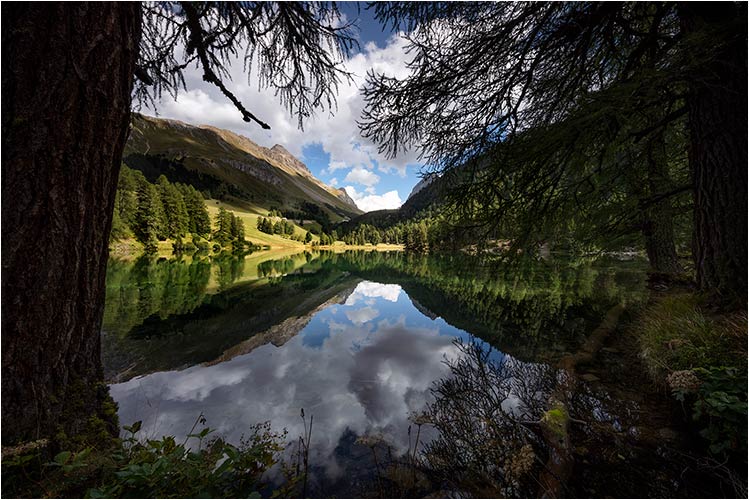 Juni, Jungbär in den Wälder Slowenien