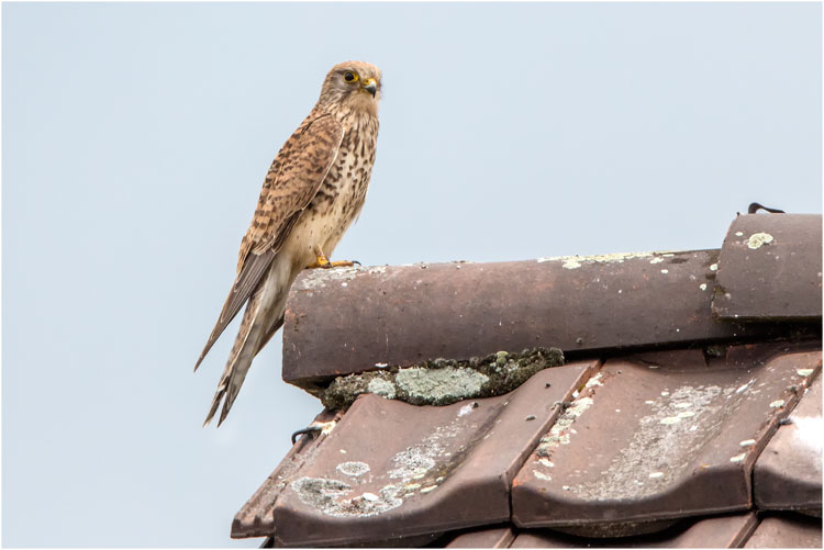 Turmfalken, weibchen