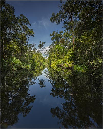 Perfekte Spiegelung im Schwarzwasser Fluss, im Regenwald von Borneo