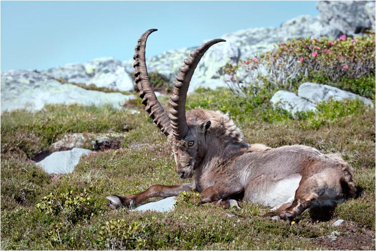 Diese Hörne sind mit der Zeit schon ganz schön schwer zu tragen