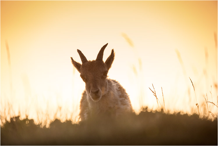 Jungen Steingeiss mit Sonnenuntergang im Rücken
