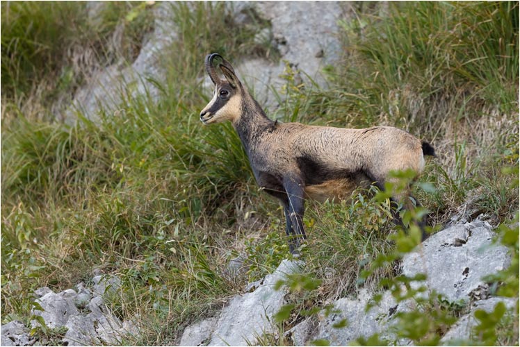 Mythen Region. Gämse auf Beobachtungsposten