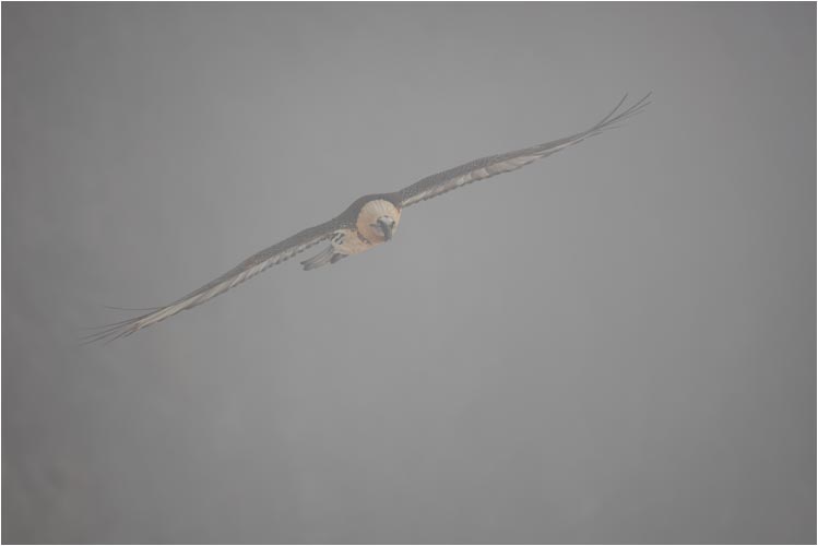 Flug im dicken Nebel ist für Bartgeier kein Problem.