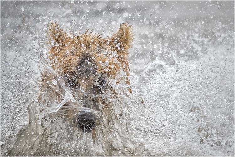 September, Kamtschatka-Braunbär auf Lachsfang, Kurilensee