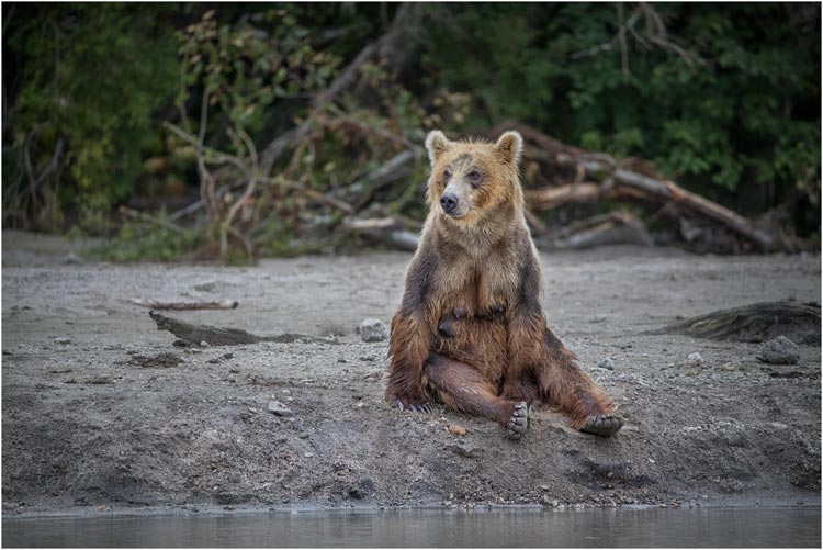 Mutterbär macht einen Break.