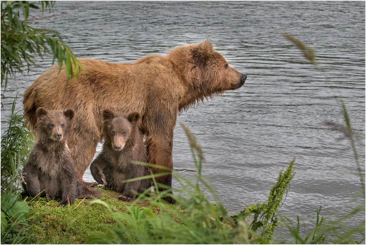 Die Mutter ist auf Lachsuche, die beide Jungen beobachten uns.