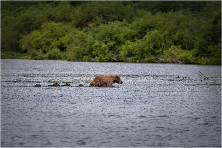 Brav hinter Mama schwimmen! 4 Jungbären mit Mutter durchqueren den Fluss.