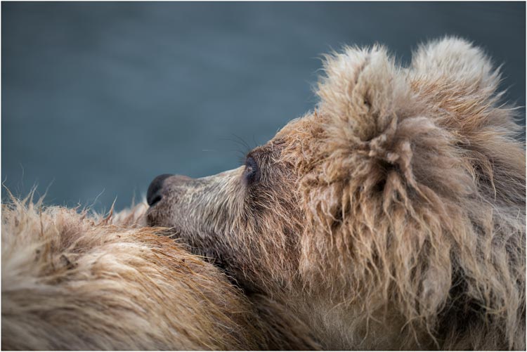Jungbär halten zusammen.