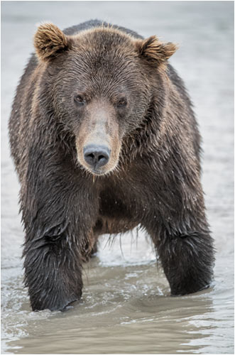 Ein-Ohr Bär im Anmarsch.