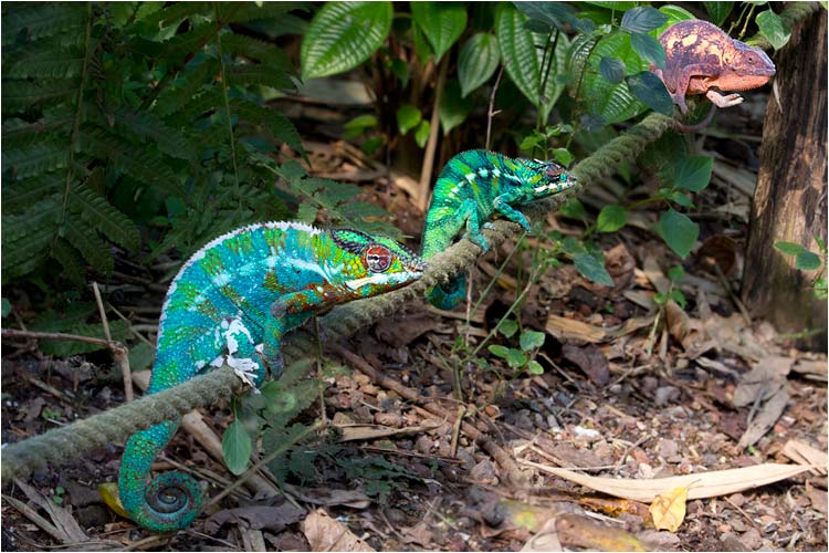 Stau auf der Seilbahn