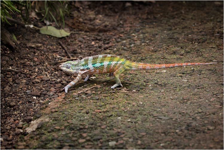 Pantherchamäleon crossing the Road