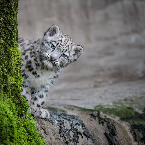 Die kleine Okara ist sehr neugierig 