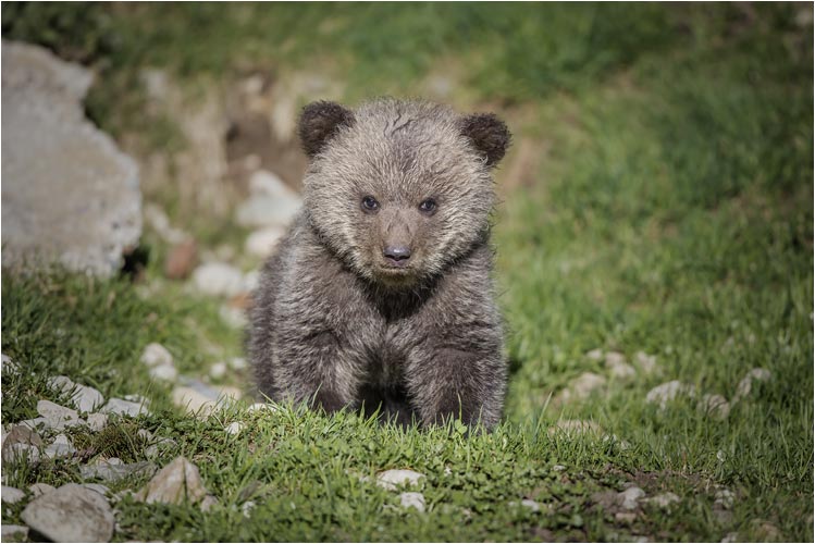 Jungbär Namens Surprise. Es war eine schöne Überraschung für den Juraparc