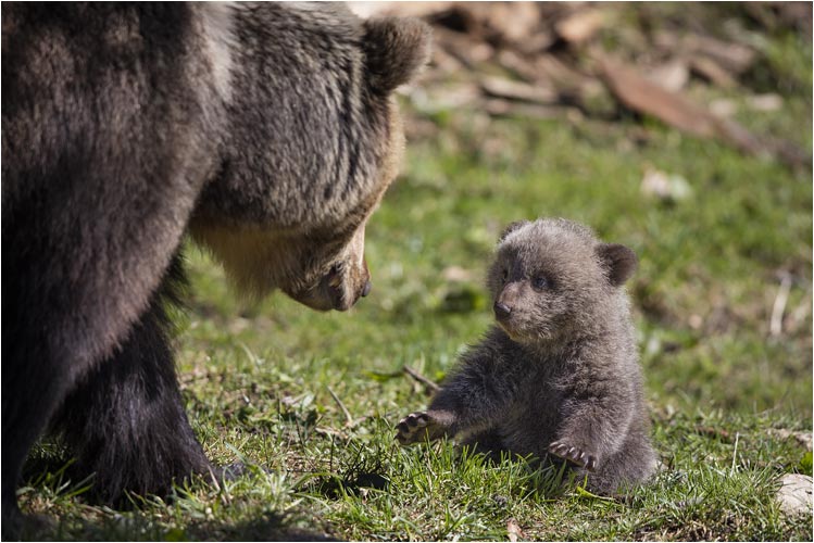 Bereit für den Angriff