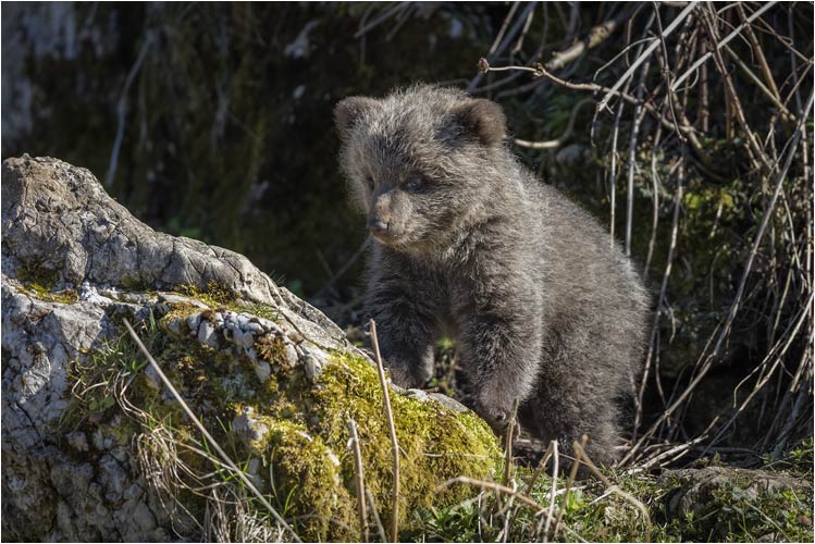 Surprise auf Beobachtungsposten