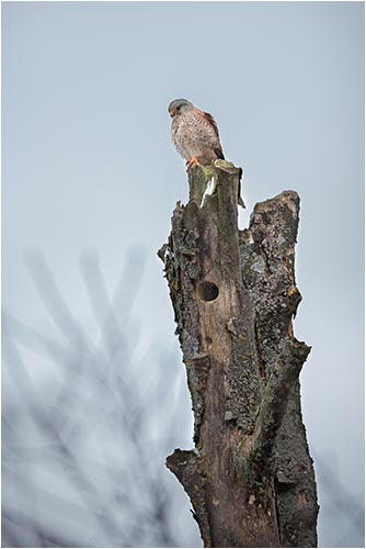 Turmfalken auf Beobachtungsposten, Geifensee