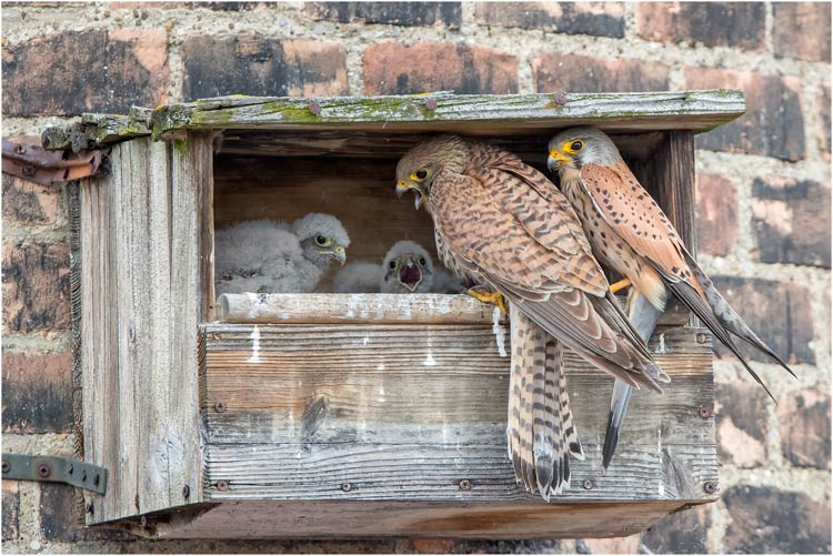 Die ganze Turmfalke-Familie zusammen. Bodensee