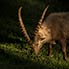 Kapital-Steinbock im letzten Sonnenlicht bei Pontresina