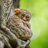 Tarsier, Nordsulawesi
