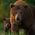 Abendspaziergang einer Bärenmutter mit ihrem Nachwuchs.