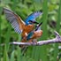 JUNI - Eisvogel bei der Paarung, La Sauge/NE
