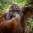 Orang Utan im Urwald von Borneo
