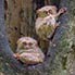 Tarsier, auch Koboldmaki genant, Nordsulawesi