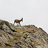 Junger Steinbock auf dem Gornergrat