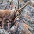 Der Steinbock in seinem Element, Steilhang bei Pontresina