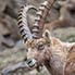 Steinbock ganz nah - bei Pontresina