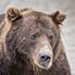 Ein-Ohr Bär