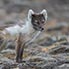 Polarfuchs im Wechselkleid