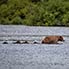 Brav hinter Mama schwimmen! 4 Jungbären mit Mutter durchqueren den Fluss.