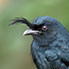 Madagaskar-Drongo