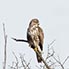 Bussard