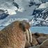 Walrosskolonie in einer traumhafte Bergkulisse
