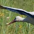 Weissstorch beim Abflug, Greiffensee